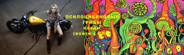 PSILOCYBIN Бородино